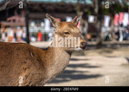 Un peu plus près Deer détendez-vous au soleil dans le Miyajima en vacances à Hatsumode japonais du nouvel an. Banque D'Images