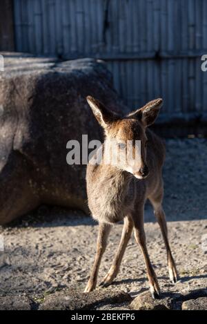 Mignonne dans l'île de Miyajima, ville d'Hiroshima, Japon. Ici, les déers sont librement roaming autour de l'île Banque D'Images