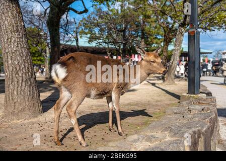 Un peu plus près Deer détendez-vous au soleil dans le Miyajima en vacances à Hatsumode japonais du nouvel an. Banque D'Images