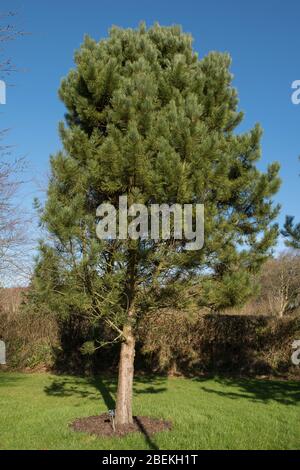 Pinus nigra subsp. Pallasiana 'Pyramidata' (arbre de pin de Crimée) dans un parc dans le Devon rural, Angleterre, Royaume-Uni Banque D'Images