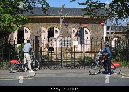 Les cyclistes arrêtent de regarder Girafes dans le zoo de ZSL London à Regent's Park, Londres, alors que le Royaume-Uni continue de se bloquer pour aider à freiner la propagation du coronavirus. Banque D'Images