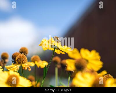 Belles fleurs jaunes sur fond de lac. Fleurs jaunes sur fond bleu ciel Banque D'Images