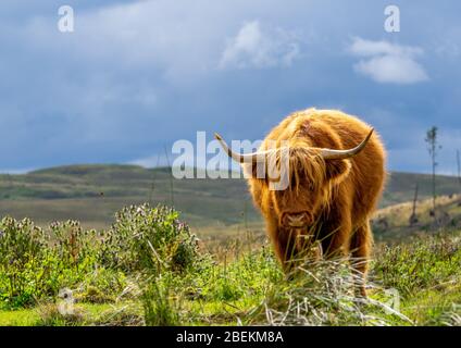 Highland Cow avec des cheveux rouges et des cornes debout dans un champ en Ecosse avec des collines en arrière-plan. Banque D'Images