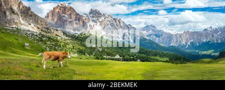 Les vaches brunes de montagne paissent sur un pâturage alpin dans les Alpes bernoises en été, vue panoramique avec chaîne de montagne, grandes résolutions Banque D'Images