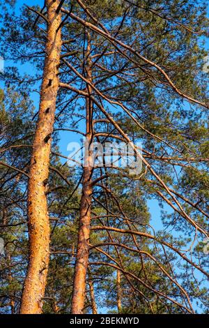 Forêt printanière avec têtes de pins écossais et branches sur des dunes de sable de paysage naturel protégé de parc de paysages de Mazovian à Mazovia r Banque D'Images