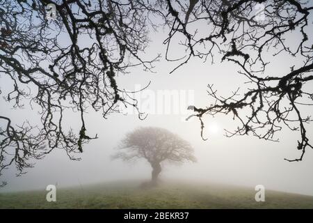 Branches de chêne encadrant des arbres éloignés enveloppés dans la brume avec le soleil tôt se brisant à travers Banque D'Images