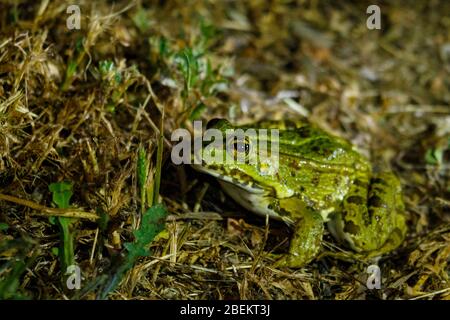 Grenouille verte se tenant calme pour ne pas être vu. C'est une image nocturne, flash a été utilisé. Banque D'Images