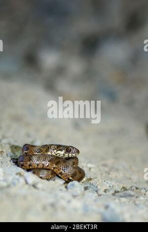 Un jeune serpent d'eau simulant pour être plus grand. C'est une image nocturne, flash a été utilisé. Banque D'Images