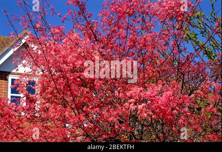 acer tree rouge coloré dans le jardin de maison, norfolk, angleterre Banque D'Images