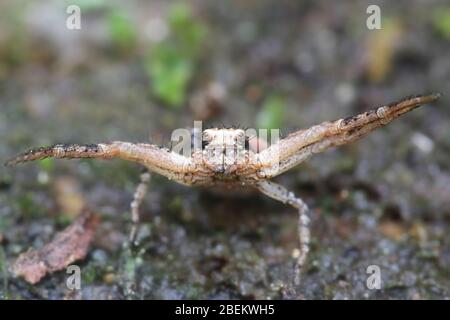 Xysticus audax, connu sous le nom d'araignée de crabe terrestre Banque D'Images