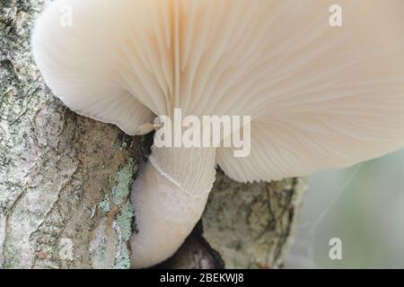 Pleurotus dryinus, connu sous le nom de champignons à huîtres voilées, de champignons sauvages de Finlande Banque D'Images