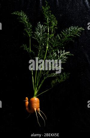 Carotte, une racine de couleur orange tapière mangée comme légume Banque D'Images