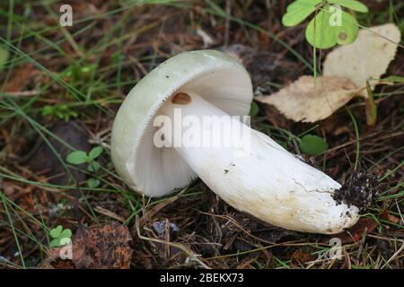 Russula aeruginea, connue sous le nom de Rusula verte, Rusula verte collante, ou le champignon vert de la Finlande Banque D'Images