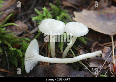 Hygrophorus piceae, champignons blancs en cire de bois de Finlande Banque D'Images