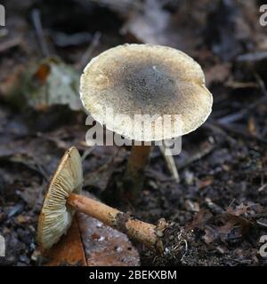 Lepiota grangei, connue sous le nom de Dapperling vert, champignon sauvage de Finlande Banque D'Images