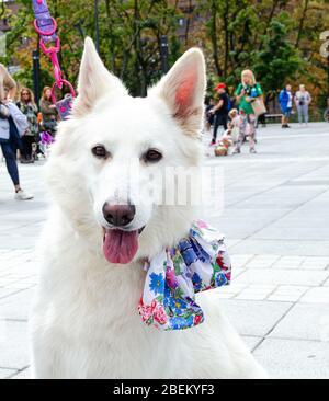 Wroclaw, Pologne - 8 septembre 2019: Défilé de chien Hau êtes-vous? Magnifique chien berger blanc avec ruban. Banque D'Images