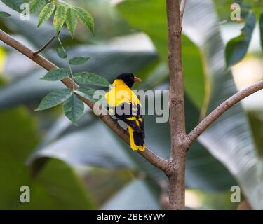 L'oriole dorée indienne (Oriolus kundoo) est une espèce d'oriole présente dans le sous-continent indien et en Asie centrale. Banque D'Images