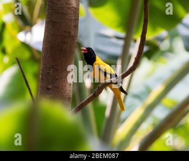 L'oriole dorée indienne (Oriolus kundoo) est une espèce d'oriole présente dans le sous-continent indien et en Asie centrale. Banque D'Images