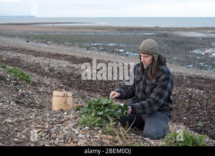 Forager Fred Rother collecte la betterave de mer à partir d'une plage près de Whitstable, à l'est du Kent Banque D'Images