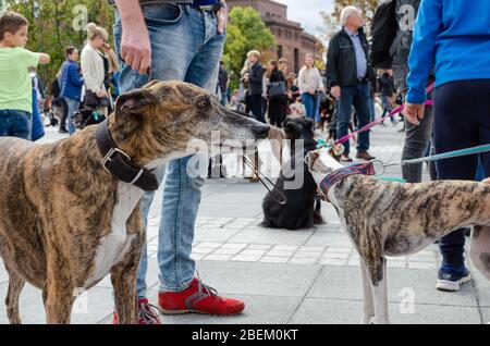 Wroclaw, Pologne - 8 septembre 2019: Défilé de chien Hau êtes-vous? Greyhound chien - rouge, noir et blanc de couleur. Banque D'Images