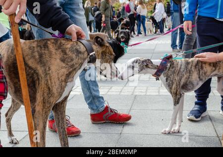 Wroclaw, Pologne - 8 septembre 2019: Défilé de chien Hau êtes-vous? Première réunion ou introduction entre deux chiens. Premier contact entre deux chiens greyhound. Banque D'Images