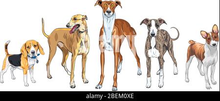 Le jeu vectoriel de chiens reproduit la lévriers italienne, le chien de chasse Basenji et Beagle Illustration de Vecteur