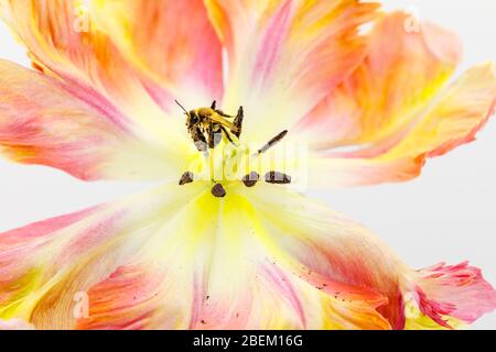 Vue rapprochée d'une abeille maçon rouge (Osmia bicornis) sur une tulipe Apricot perroquet avec des parties de fleur centrale : pistil, stigmate, anthères, étamines, pollen Banque D'Images