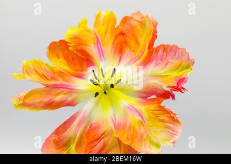 Vue rapprochée d'une grande tulipe à fleurs de printemps multicolore Apricot Parrot avec ses parties de fleur centrale : pistil, stigmate, anthères, étamines, pollen Banque D'Images