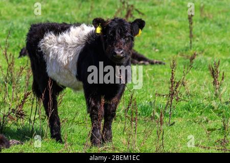 Jeune veau Belted Galloway debout dans un pré écossais Banque D'Images