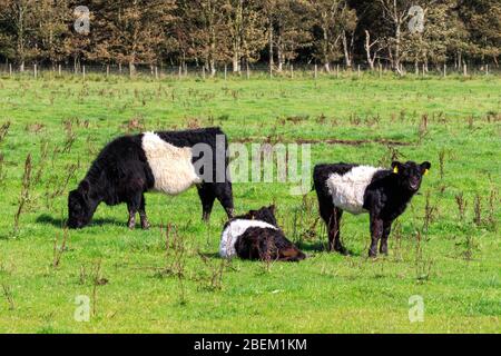 Bétail Belted Galloway dans un pré écossais Banque D'Images