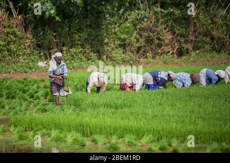 Les femmes qui travaillent sur les rizières dans le Kerala, Inde du sud,Inde,asia,l'agriculture en Inde kerala,la culture du riz,pradeep subramanian Banque D'Images