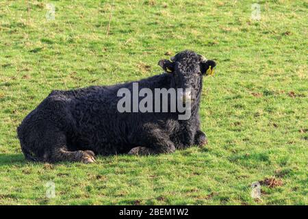 Vaches Longhorn de race rare pacage dans un pré anglais éclairé par la lumière du soleil d'hiver Banque D'Images