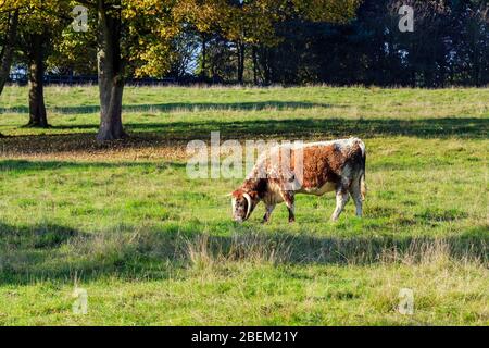 Vache brune et rare blanche ensoleillée parée dans un pré britannique Banque D'Images