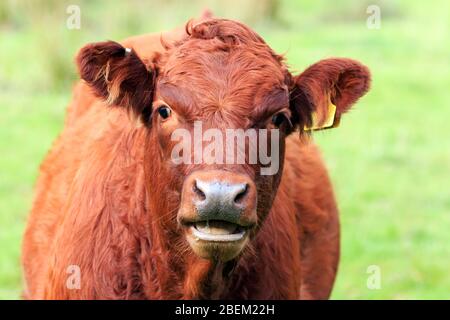 Gros plan sur la tête d'une jeune race brune rare Longhorn Cow avec sa bouche ouverte Banque D'Images