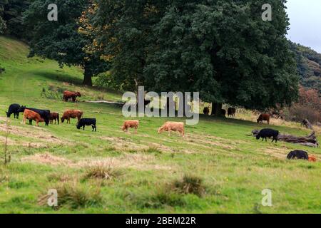 Vaches Longhorn de race rare pacage dans un pré anglais Banque D'Images