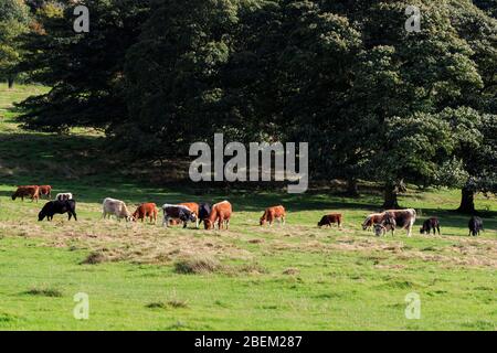 Vaches Longhorn de race rare pacage dans un pré anglais Banque D'Images