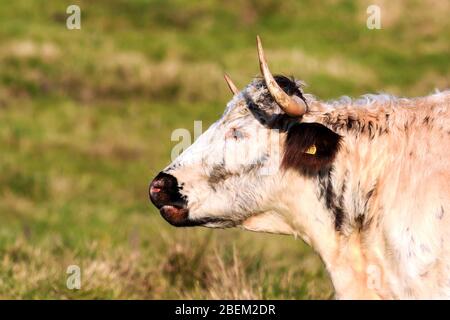 Tête éclairée au soleil d'une vache brune et blanche Longhorn de race rare debout dans un pré anglais Banque D'Images