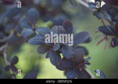 La branche de brousse de barberry avec des feuilles violettes pousse dans un jardin de printemps Banque D'Images
