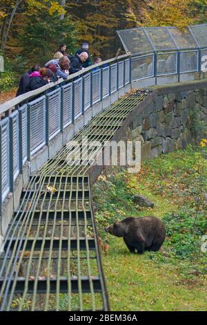 Touristes regardant l'ours brun européen au Tierfreigelände, parc animalier dans le parc national de la forêt bavaroise, Neuschönau, Basse-Bavière, Allemagne Banque D'Images