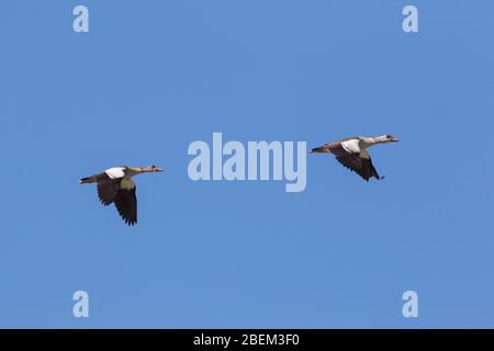 Deux oies égyptiennes (Alopochen aegyptiaca / Anas aegyptiaca) en vol contre le ciel bleu, natif de l'Afrique au sud du Sahara et de la vallée du Nil Banque D'Images