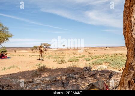 Dromadaire chameau dans l'oasis sur le désert du Sahara au Maroc, en Afrique Banque D'Images