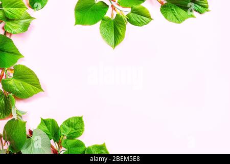 Fond naturel pour les produits de soins de la peau, cosmétique naturelle. Image plate sur fond rose pastel avec feuille verte biologique printanière. Concept de produit maison et de beauté. Banque D'Images