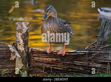 Gros plan d'un canard malard assis sur une clôture en osier dans le parc avec un étang flou derrière, réserve de faune avec de jolis canards, des mallards bruns dans Banque D'Images