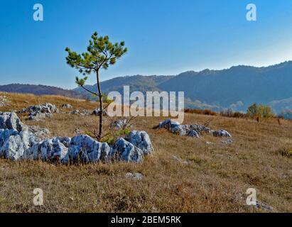 Photographie de paysage, un arbre solitaire au milieu d'un champ rocheux, fond d'automne dans les montagnes, froid, sereine couleurs de chute (prises à 'Campul Banque D'Images
