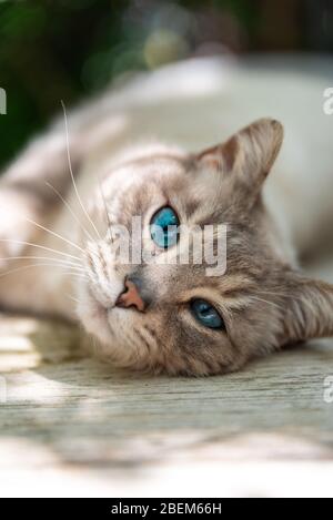 Magnifique et magnifique chat bleu-blanc dans un jardin de printemps vert avec bambou jouant autour et regardant l'appareil photo. Banque D'Images