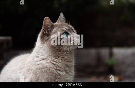 Magnifique chat bleu-blanc dans un jardin de printemps vert avec bambou jouant autour et regardant à l'infini. Banque D'Images