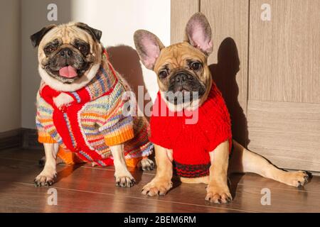 Les animaux de compagnie heureux pug chien et le buldog français vêtus de chandails tricotés à la maison attendant leur propriétaire. Des chiens bizarres prêts à sortir. Vêtements pour chiens, mode Banque D'Images