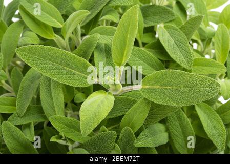 Plantes de sauge (salvia officinalis) contexte Banque D'Images