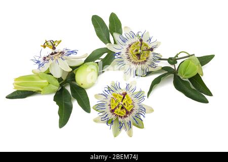 Fleurs de la passion (Passiflora) isolé sur fond blanc. Banque D'Images