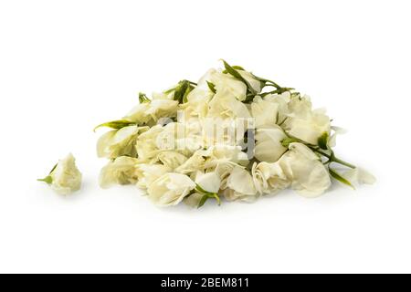 Une poignée de fleurs de jasmin isolées sur fond blanc Banque D'Images